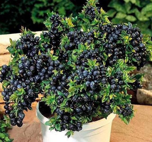 阳台养盆蓝莓树，既能用来观赏，还能吃到自己种出的蓝莓果