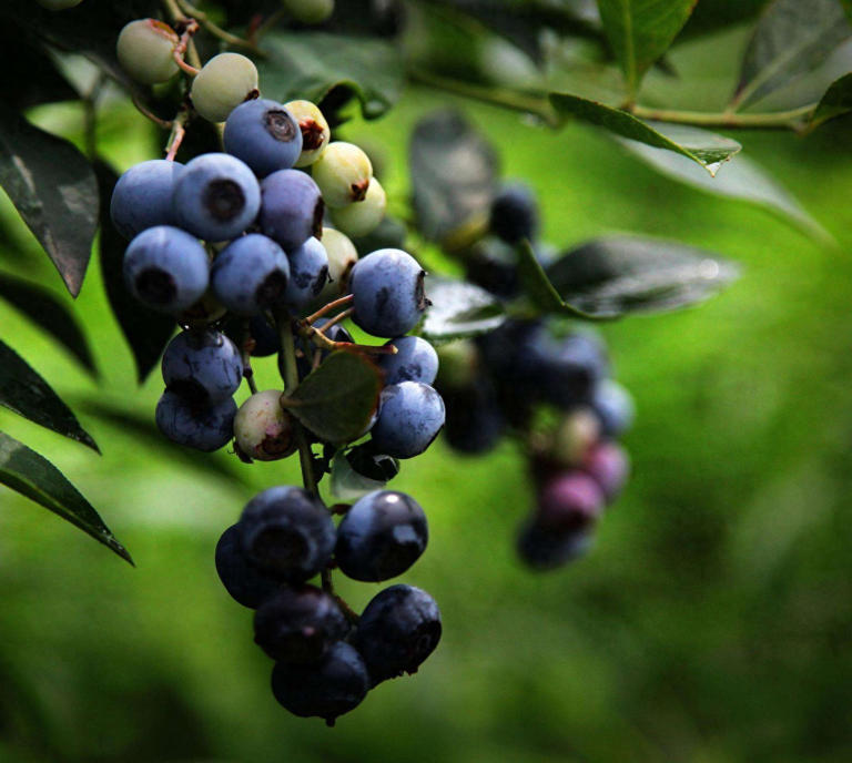 阳台养盆蓝莓树，既能用来观赏，还能吃到自己种出的蓝莓果