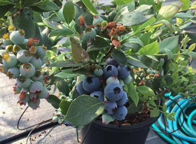 阳台养盆蓝莓树，既能用来观赏，还能吃到自己种出的蓝莓果