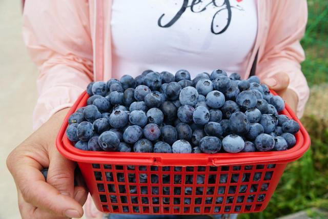 阳台养盆蓝莓树，既能用来观赏，还能吃到自己种出的蓝莓果