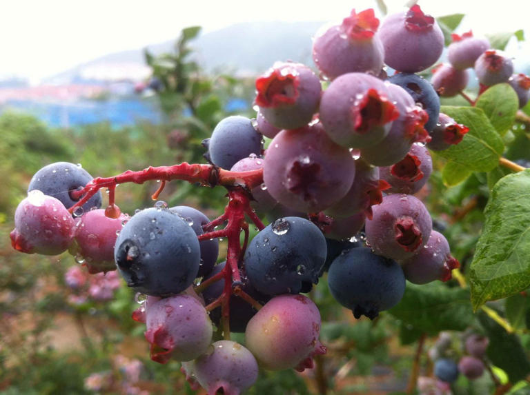 阳台养盆蓝莓树，既能用来观赏，还能吃到自己种出的蓝莓果