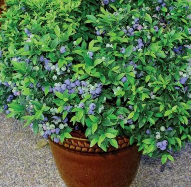 阳台养盆蓝莓树，既能用来观赏，还能吃到自己种出的蓝莓果