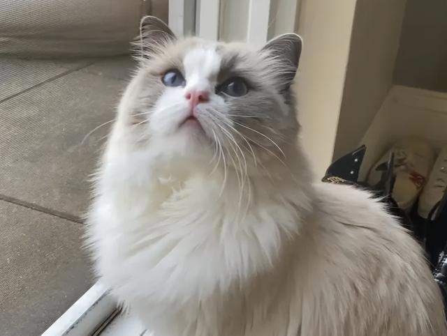 探索布偶猫的美食世界，让你的布偶猫享受人类食物的美味！