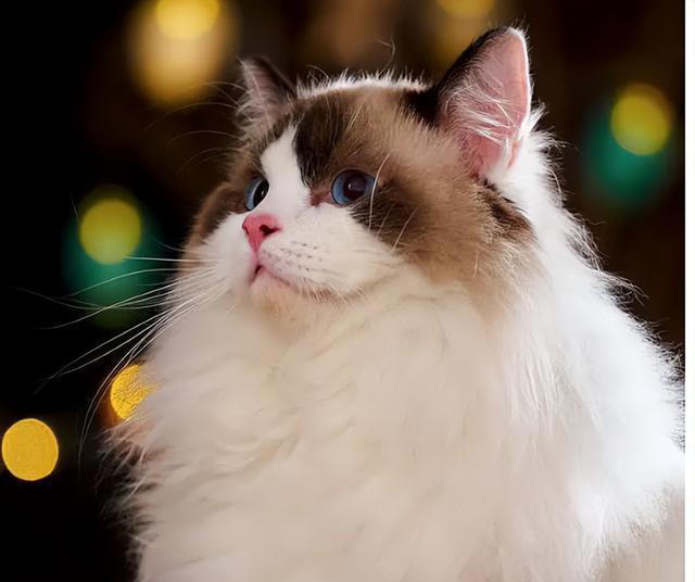 探索布偶猫的美食世界，让你的布偶猫享受人类食物的美味！