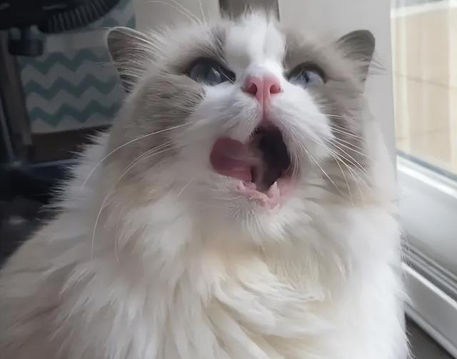 探索布偶猫的美食世界，让你的布偶猫享受人类食物的美味！