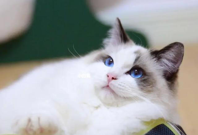 探索布偶猫的美食世界，让你的布偶猫享受人类食物的美味！