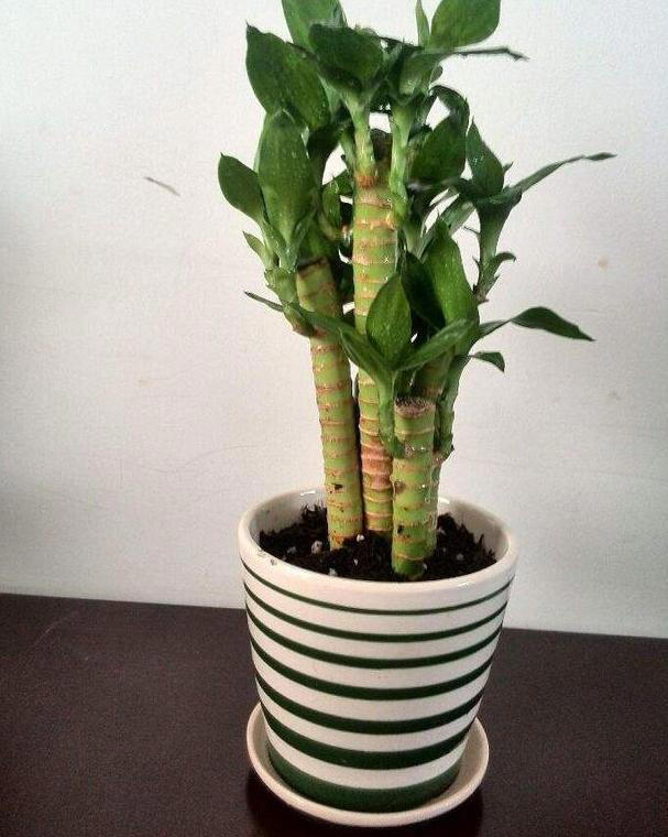 养花常识：牢记3个雷点，盆栽少失误、枝叶旺