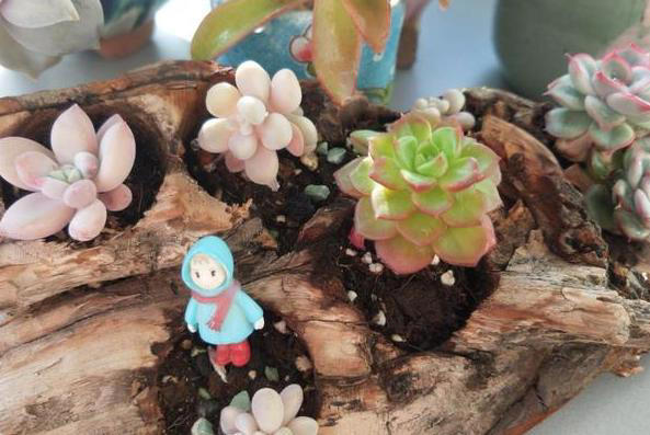 养花常识：牢记3个雷点，盆栽少失误、枝叶旺