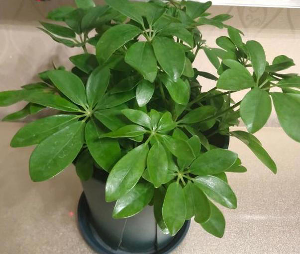 养花常识：牢记3个雷点，盆栽少失误、枝叶旺