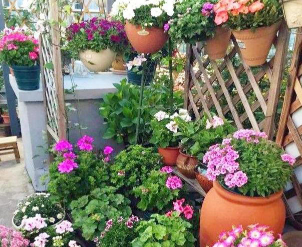 养花常识：牢记3个雷点，盆栽少失误、枝叶旺