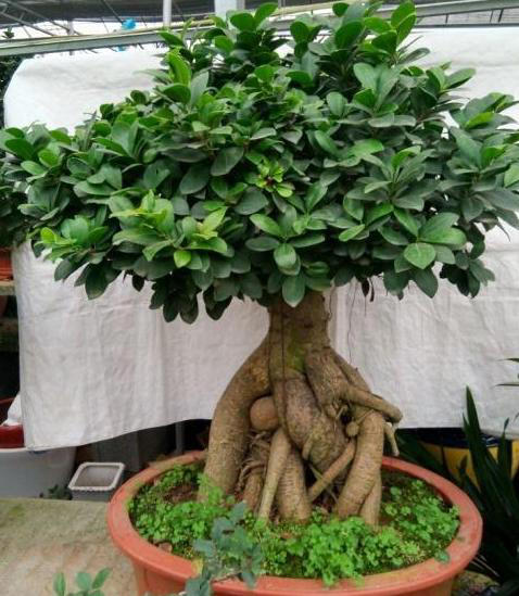 养花常识：牢记3个雷点，盆栽少失误、枝叶旺