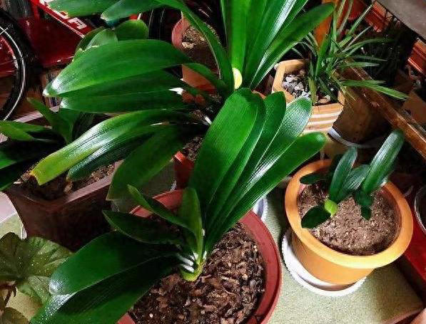 养花常识：牢记3个雷点，盆栽少失误、枝叶旺