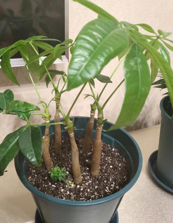 养花常识：牢记3个雷点，盆栽少失误、枝叶旺