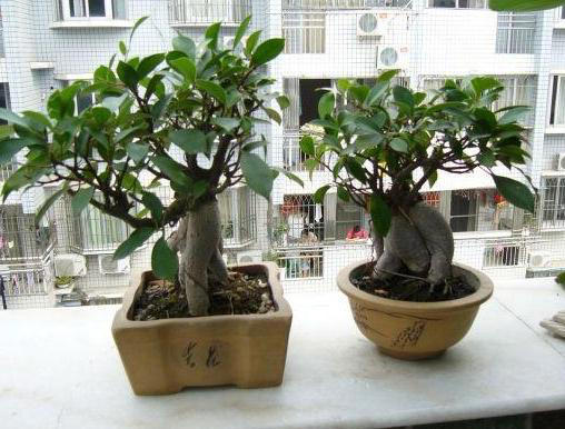 养花常识：牢记3个雷点，盆栽少失误、枝叶旺