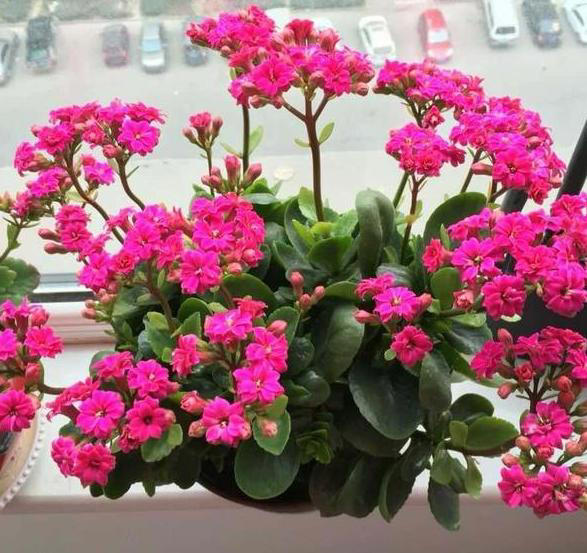 养花常识：牢记3个雷点，盆栽少失误、枝叶旺