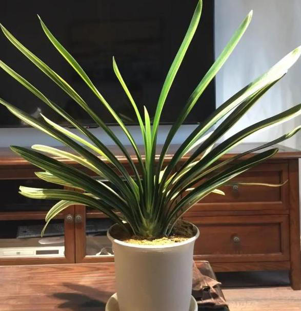 养花常识：牢记3个雷点，盆栽少失误、枝叶旺