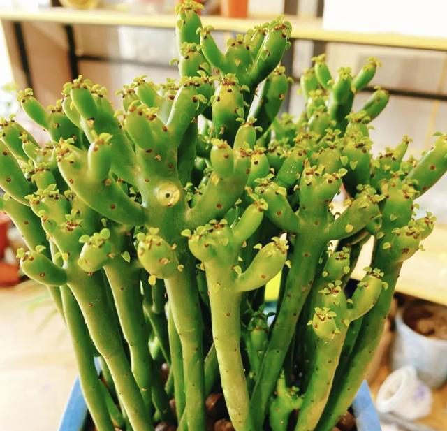 再喜欢也不养这8种花，全有小毒，放在家中影响健康就不值了