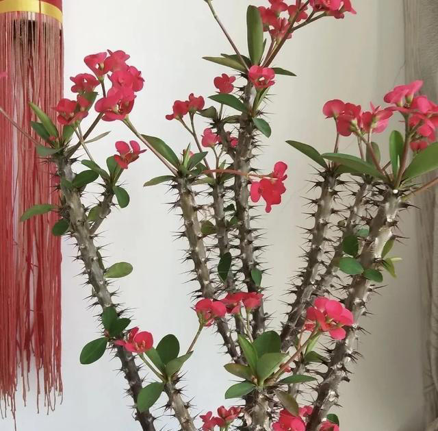 再喜欢也不养这8种花，全有小毒，放在家中影响健康就不值了