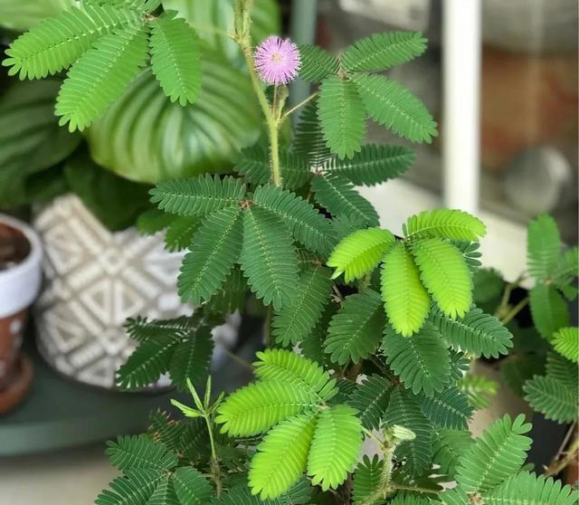 再喜欢也不养这8种花，全有小毒，放在家中影响健康就不值了