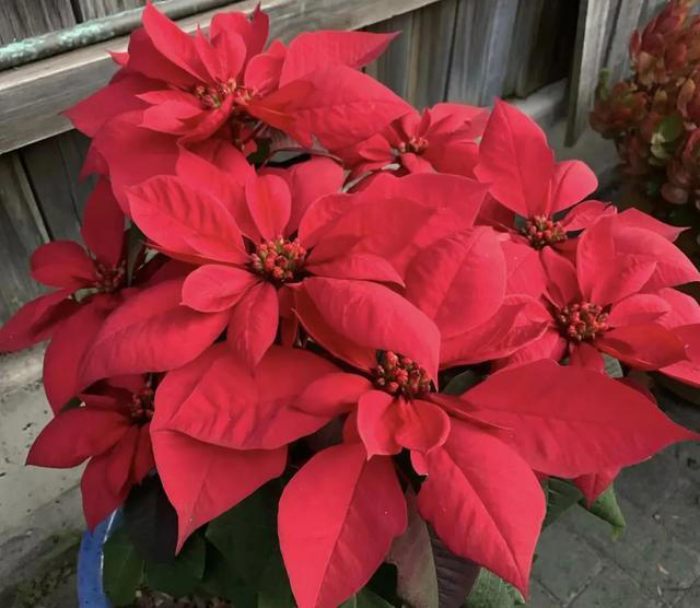 再喜欢也不养这8种花，全有小毒，放在家中影响健康就不值了