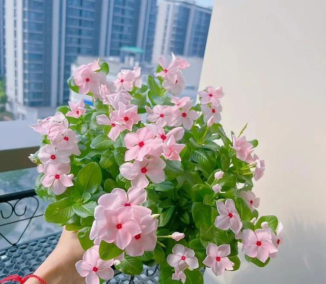 再喜欢也不养这8种花，全有小毒，放在家中影响健康就不值了