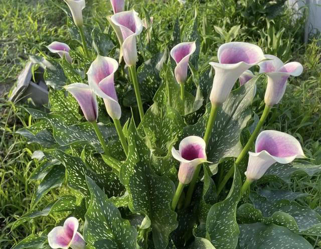 再喜欢也不养这8种花，全有小毒，放在家中影响健康就不值了