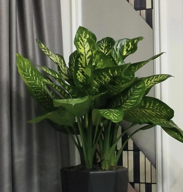 再喜欢也不养这8种花，全有小毒，放在家中影响健康就不值了