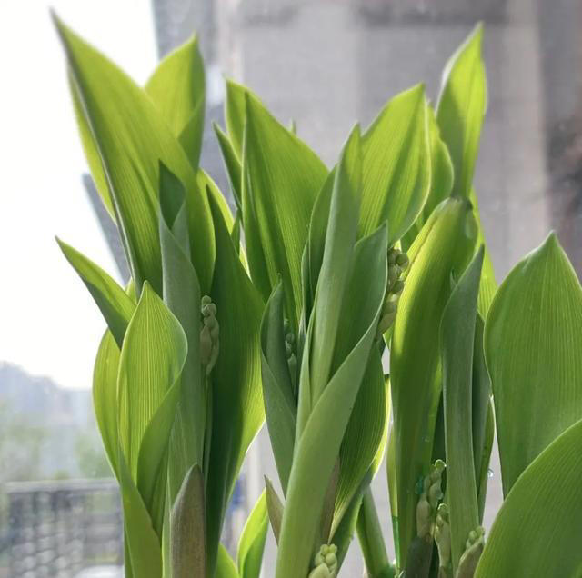 再喜欢也不养这8种花，全有小毒，放在家中影响健康就不值了