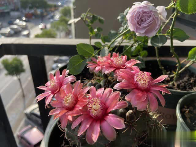 养花别只追名花，这几种亲民小花好养出彩，养死算我输