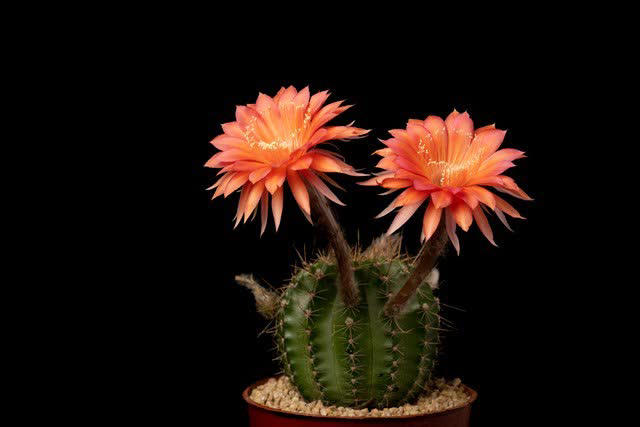 养花别只追名花，这几种亲民小花好养出彩，养死算我输