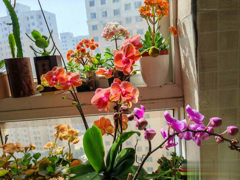 养花别只追名花，这几种亲民小花好养出彩，养死算我输