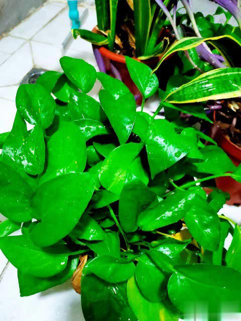 养花别只追名花，这几种亲民小花好养出彩，养死算我输