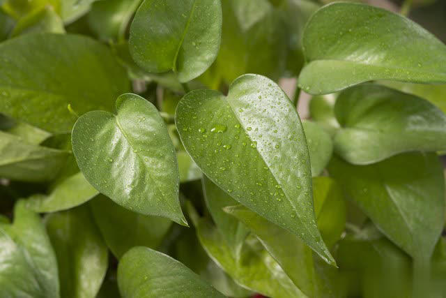 养花别只追名花，这几种亲民小花好养出彩，养死算我输