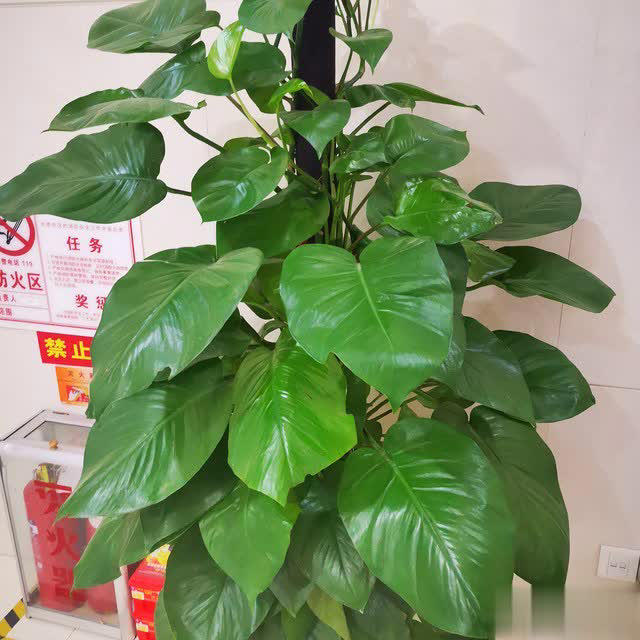 养花别只追名花，这几种亲民小花好养出彩，养死算我输