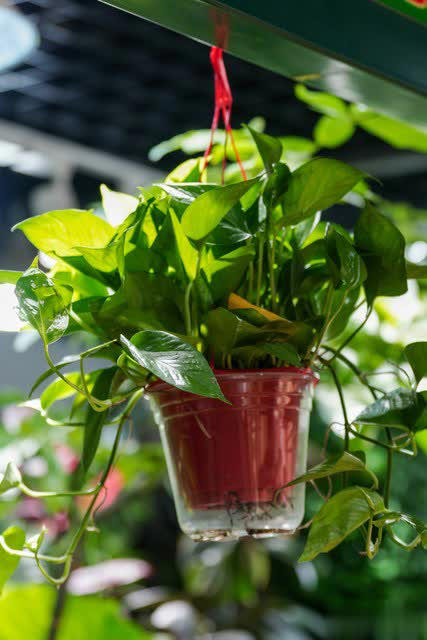 养花别只追名花，这几种亲民小花好养出彩，养死算我输