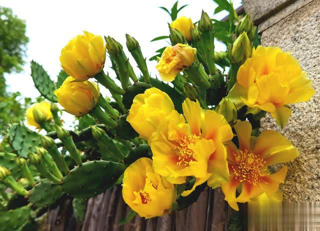 养花别只追名花，这几种亲民小花好养出彩，养死算我输