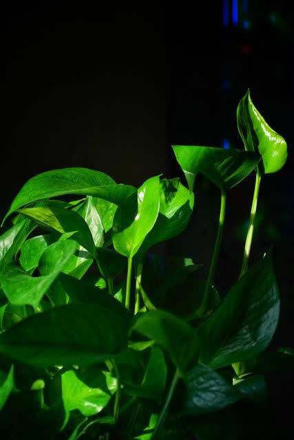 养花别只追名花，这几种亲民小花好养出彩，养死算我输