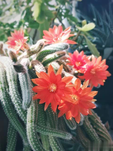 养花别只追名花，这几种亲民小花好养出彩，养死算我输