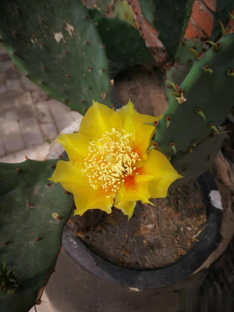 养花别只追名花，这几种亲民小花好养出彩，养死算我输