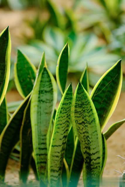 养花别只追名花，这几种亲民小花好养出彩，养死算我输