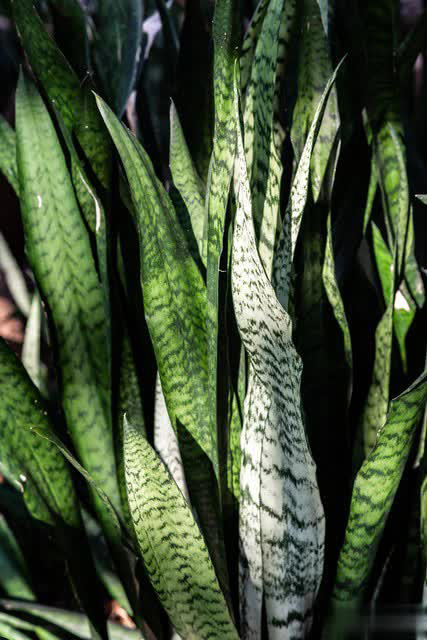 养花别只追名花，这几种亲民小花好养出彩，养死算我输