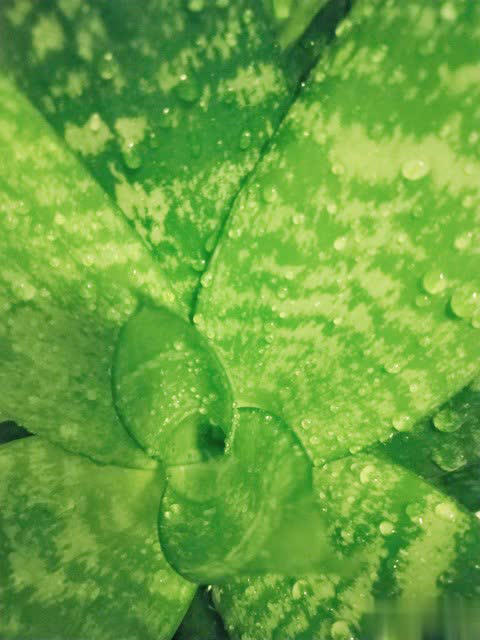 养花别只追名花，这几种亲民小花好养出彩，养死算我输