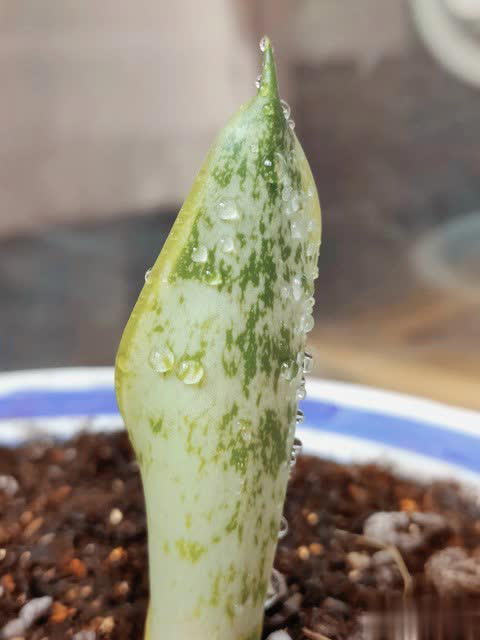 养花别只追名花，这几种亲民小花好养出彩，养死算我输