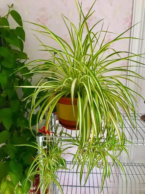 养花别只追名花，这几种亲民小花好养出彩，养死算我输