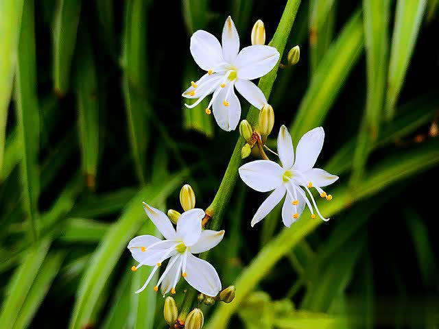 养花别只追名花，这几种亲民小花好养出彩，养死算我输