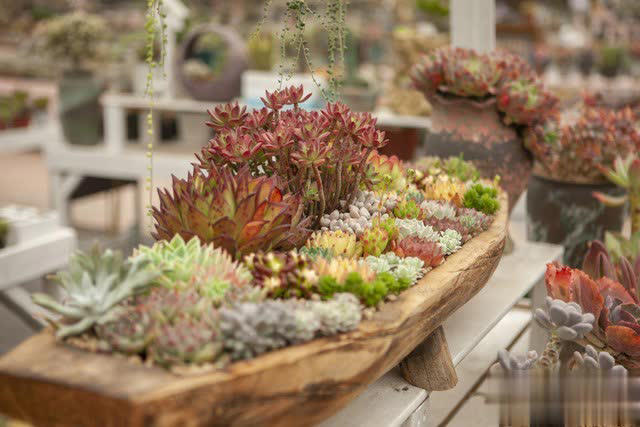 养花别只追名花，这几种亲民小花好养出彩，养死算我输