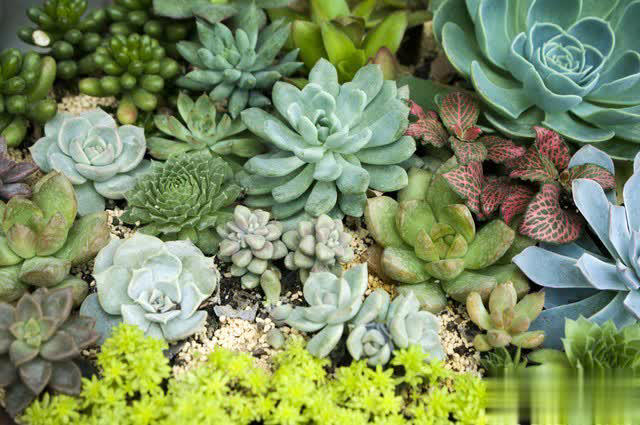 养花别只追名花，这几种亲民小花好养出彩，养死算我输