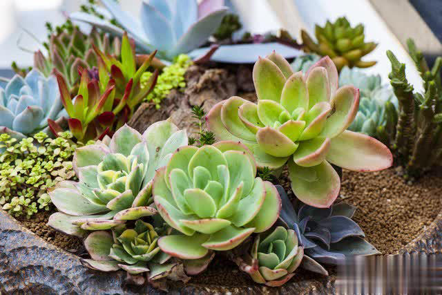 养花别只追名花，这几种亲民小花好养出彩，养死算我输