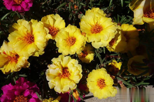 养花别只追名花，这几种亲民小花好养出彩，养死算我输