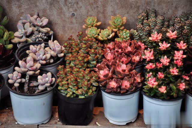 养花别只追名花，这几种亲民小花好养出彩，养死算我输